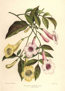 美しさのバウアー、Pandorea jasminoides（Tecoma jasminoides）と黄色のトランペットブッシュ、Tecoma stans（Tecoma velutina） 作： Unknown